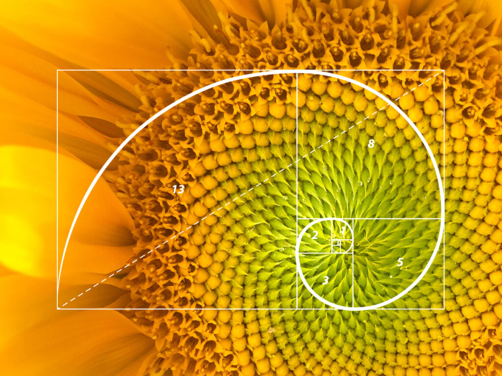 10 fascinating examples of phi in nature and art