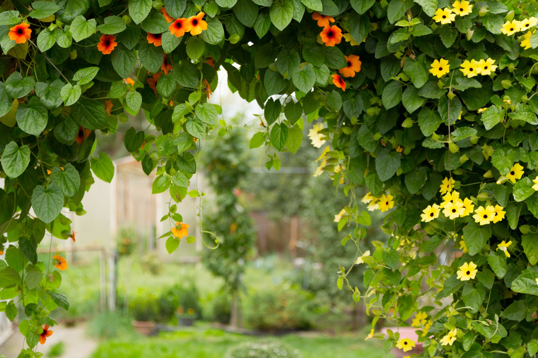 10 privacy vines to enhance your garden space