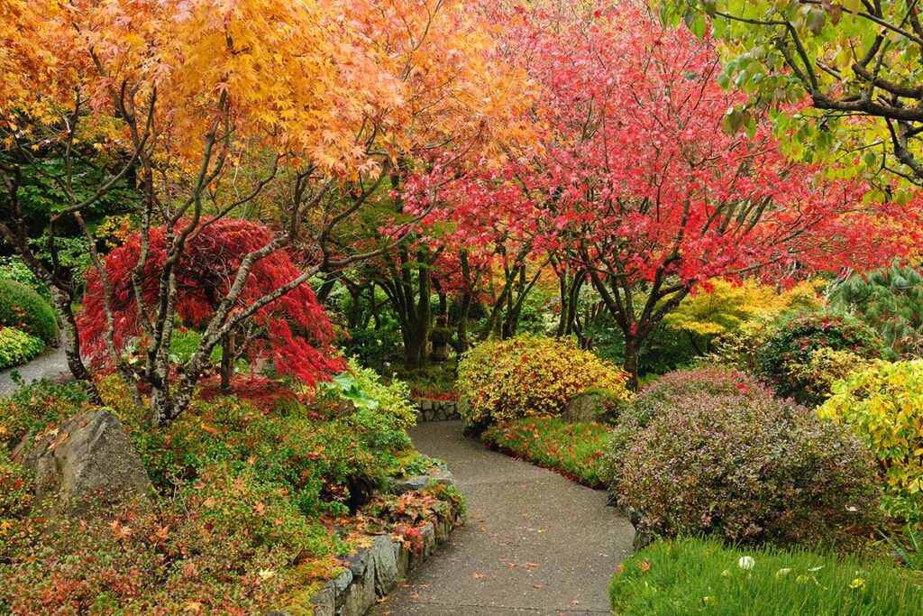 10 stunning examples of woody plants for your garden