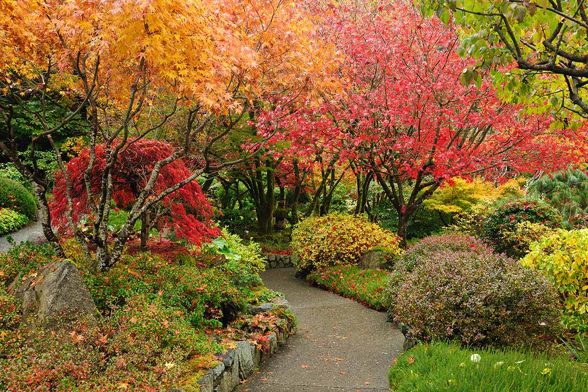 10 stunning examples of woody plants for your garden