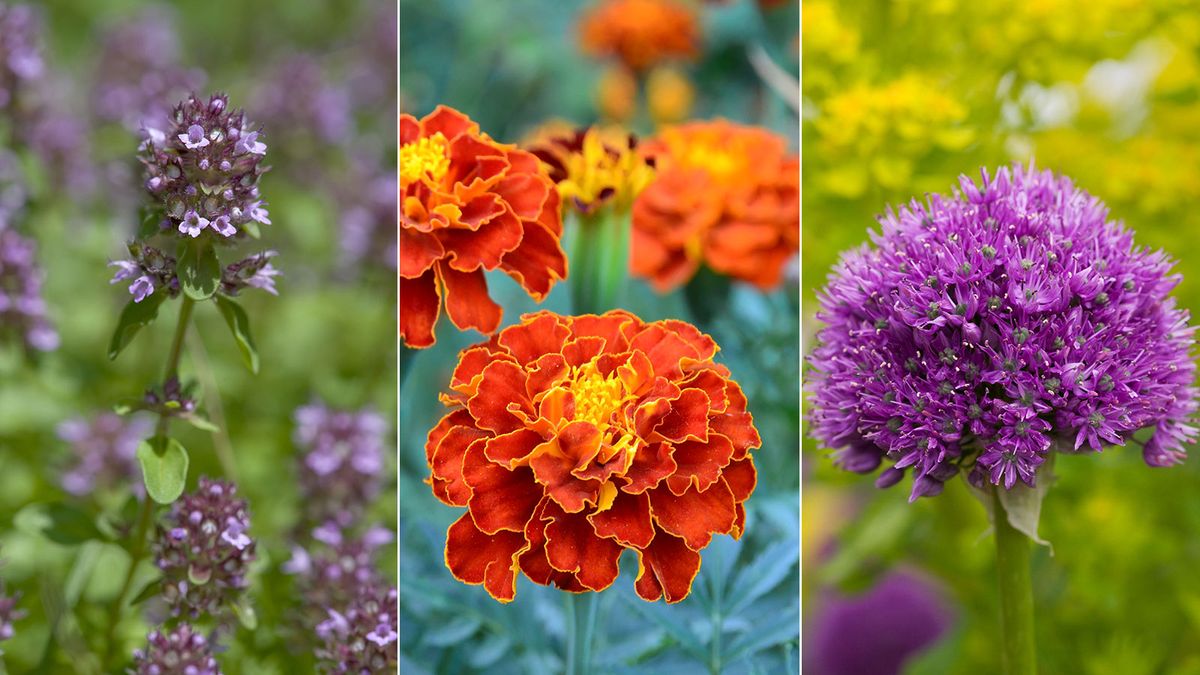 5 plants that eat bugs for a pest free garden