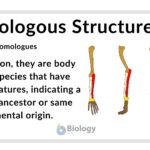 Best Examples of Homologous Structures Explained best examples of homologous structures explained