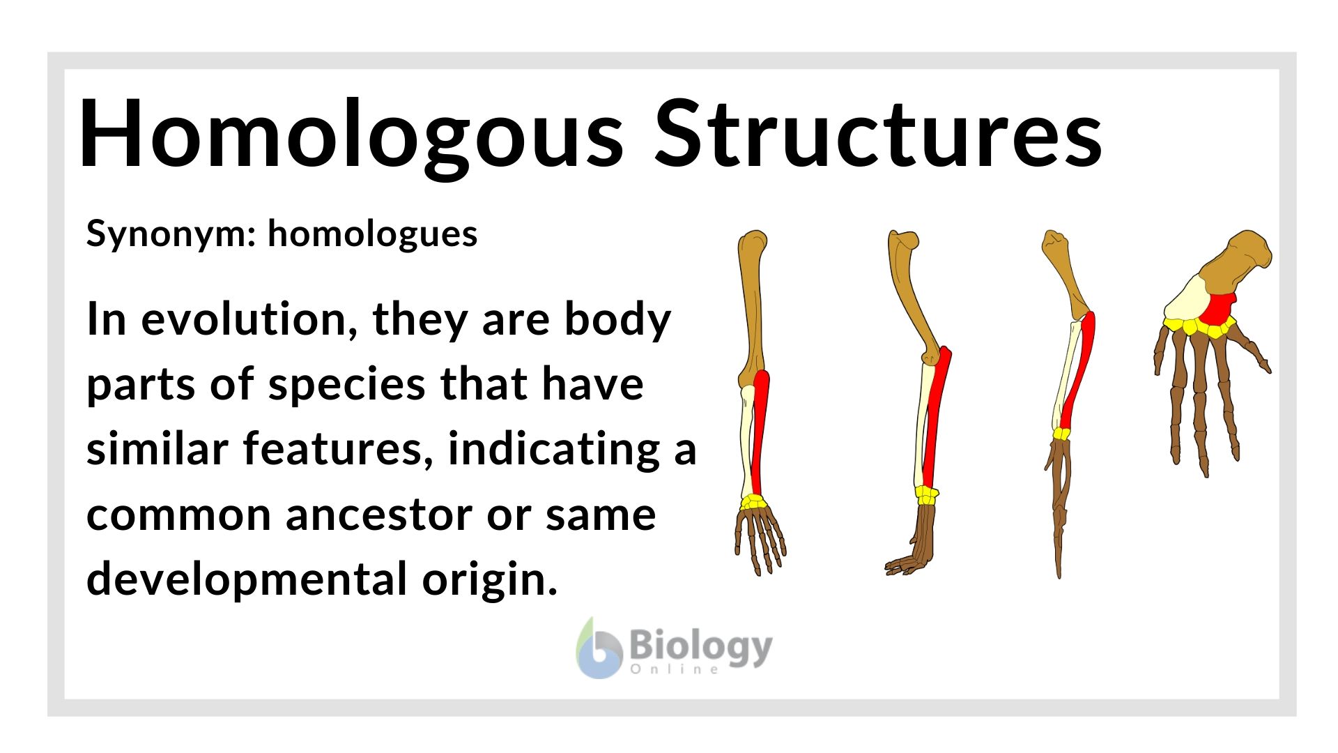 best examples of homologous structures explained