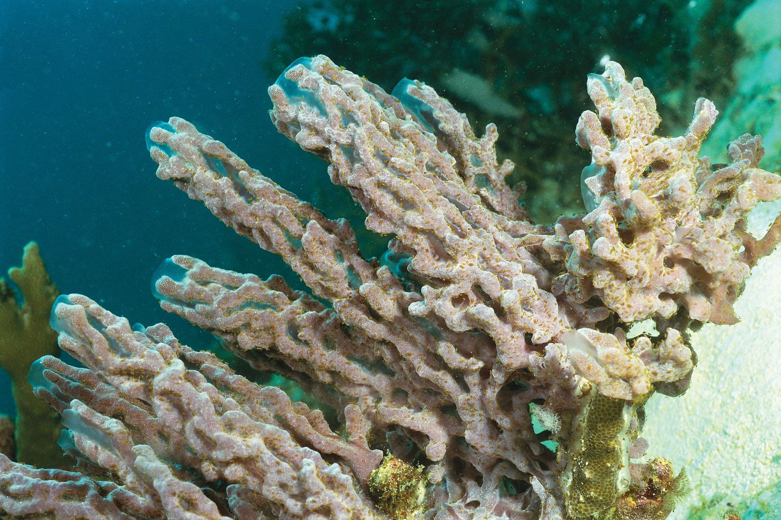 characteristics and examples of sponges select all that apply