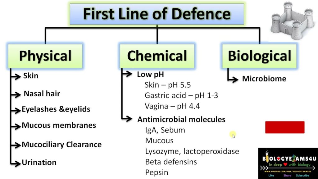 correct examples of physical chemical and biological barriers
