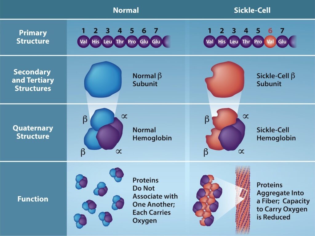 correct statements about protein functions in the body explained