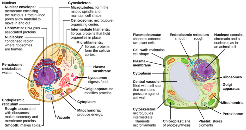 differences between plant and animal cells explained