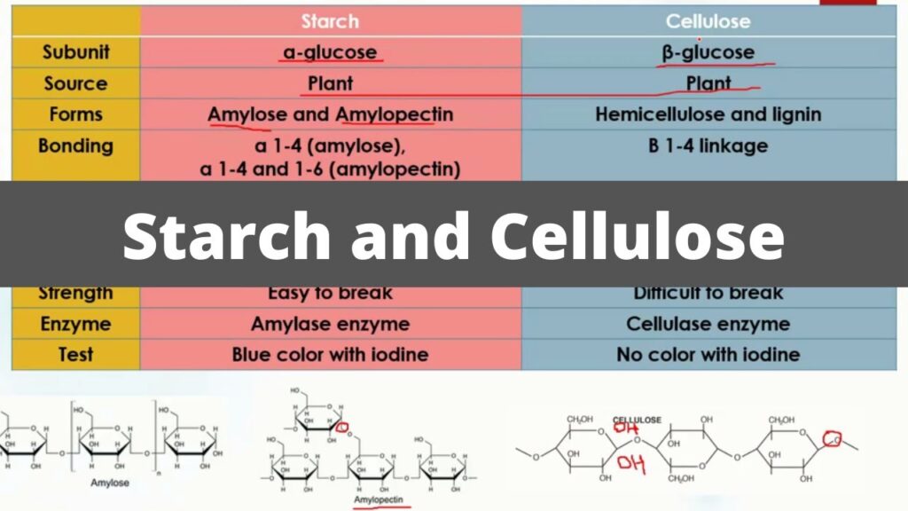 differences in starch vs cellulose structure explained