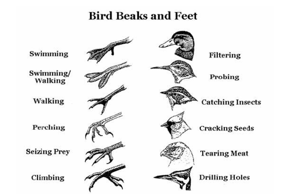 different shapes of bird beaks are examples of adaptation