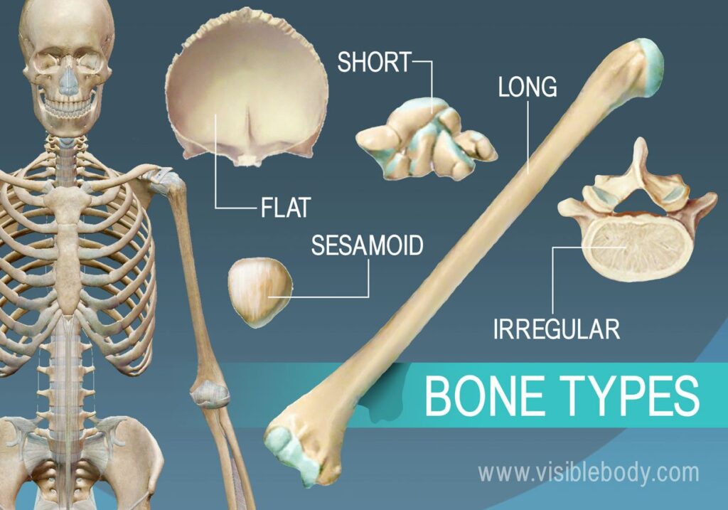 different types of bones with examples