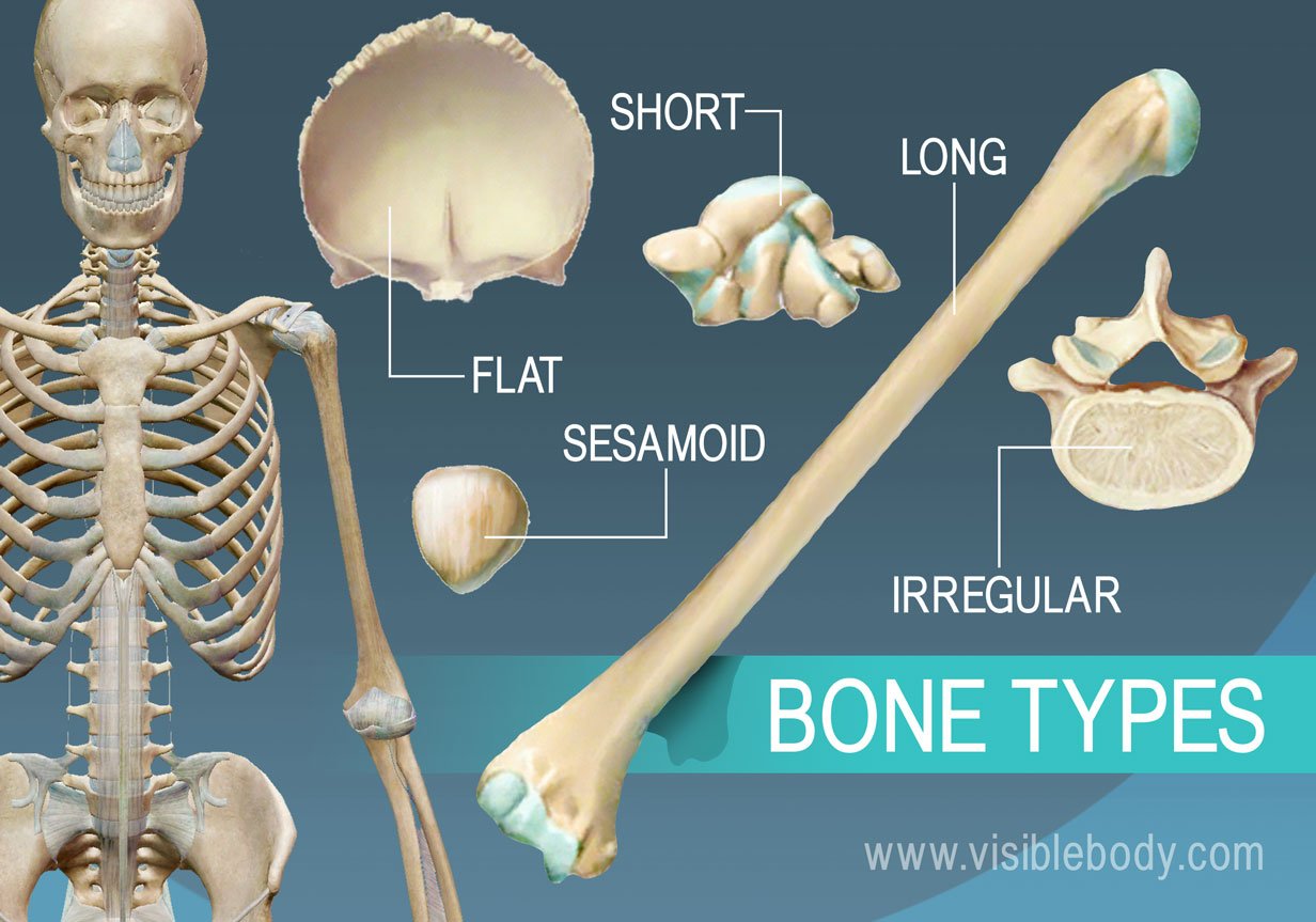 different types of bones with examples