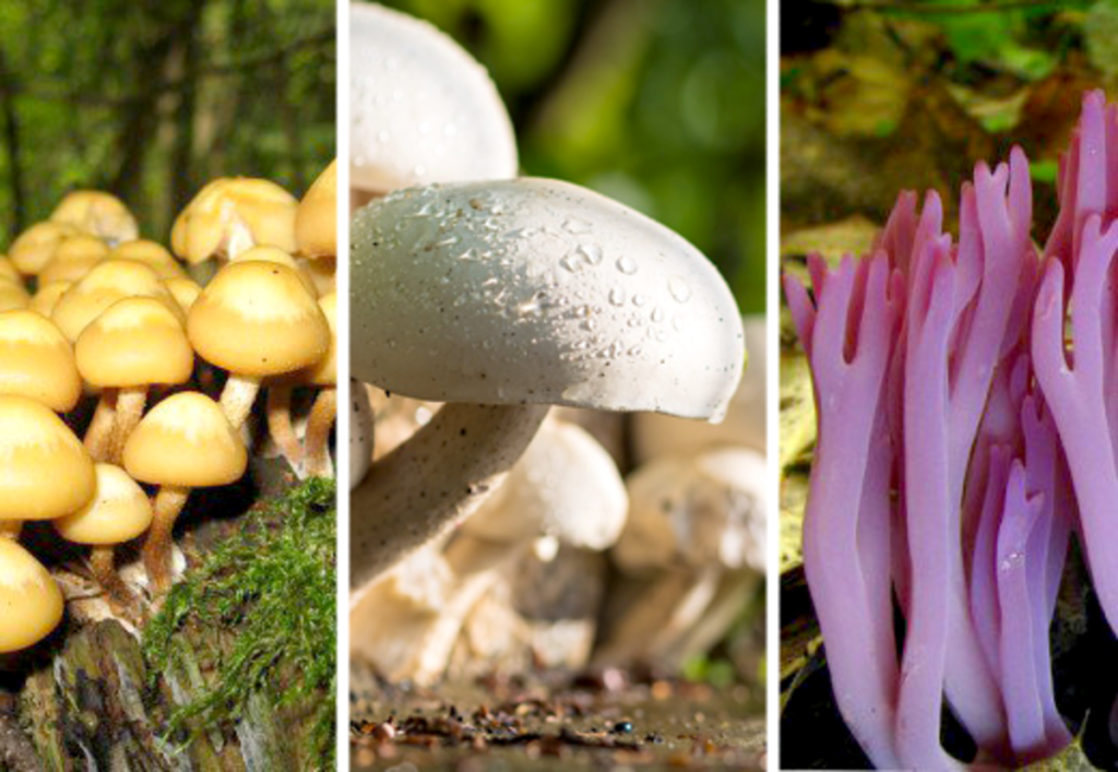 different types of fungi and their roles in nature
