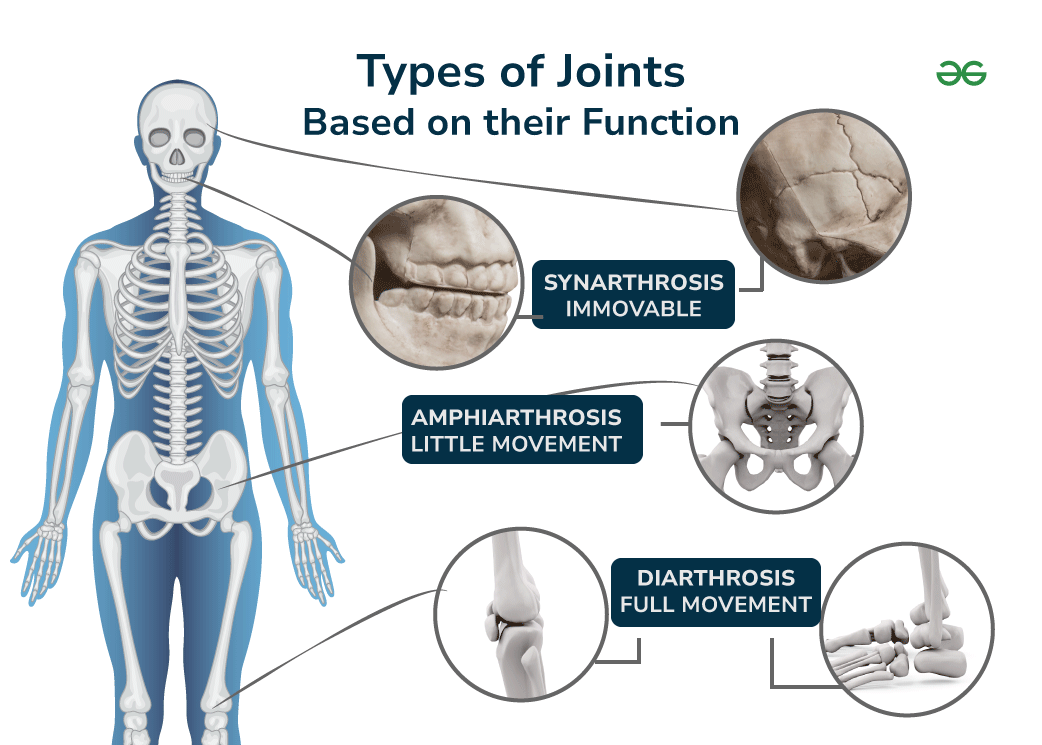 different types of joints in body