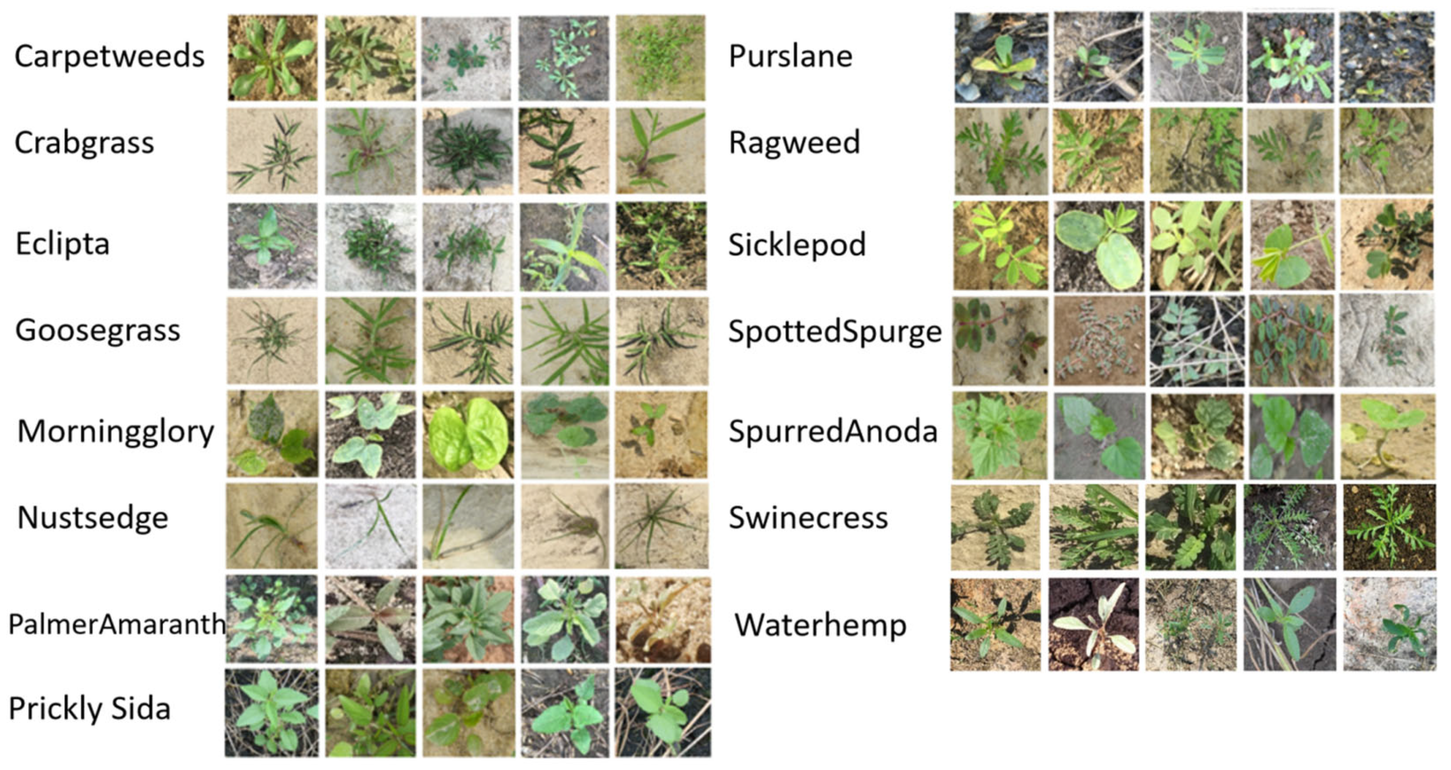 different types of weeds key examples explained