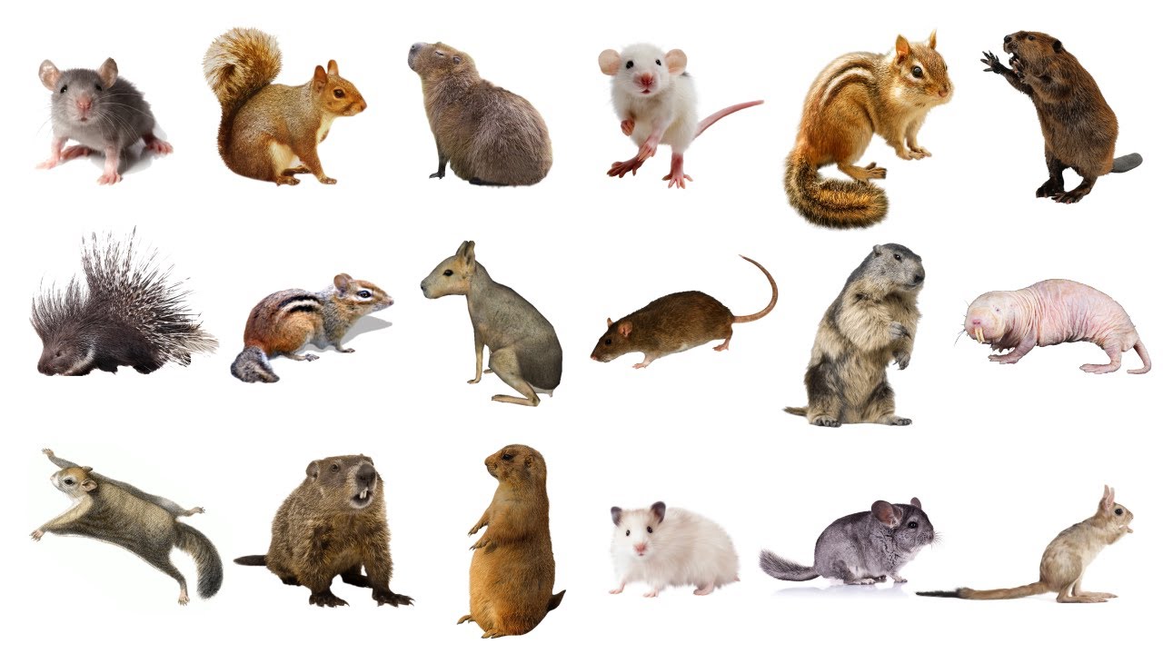examples from our list of rodents species