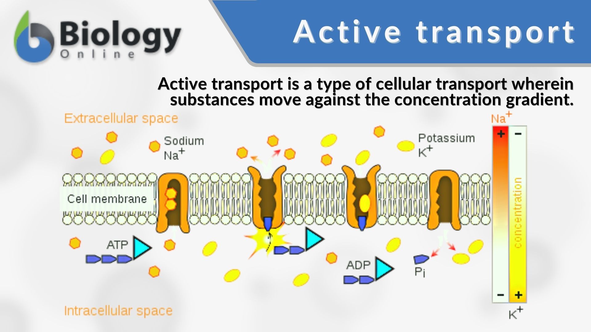 examples of active transport across the cell membrane explained