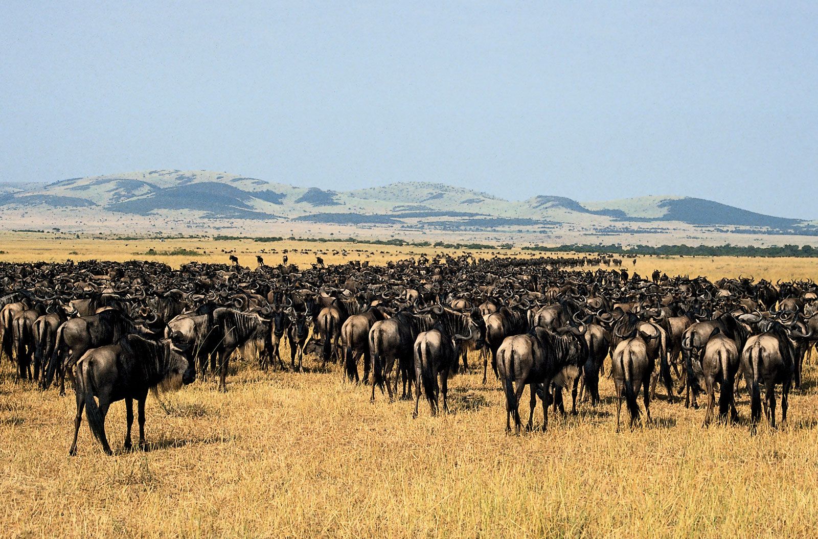 examples of animal group behaviors for predator protection