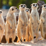 Examples of Animals That Have Evolved: Fascinating Adaptations examples of animals that have evolved fascinating adaptations