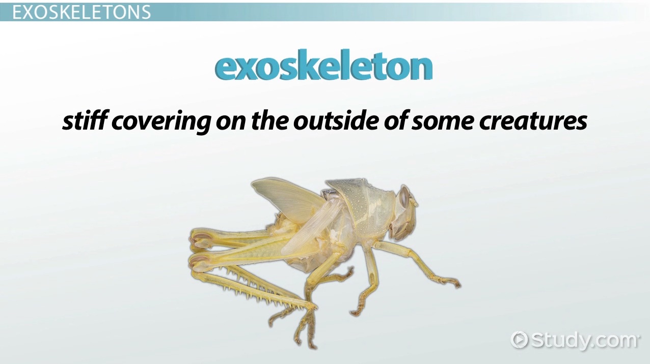 examples of animals with exoskeletons a comprehensive list