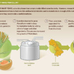 examples of antibiotics derived from fungi you should know