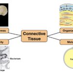 Examples of Connective Tissue Functions You Should Know examples of connective tissue functions you should know