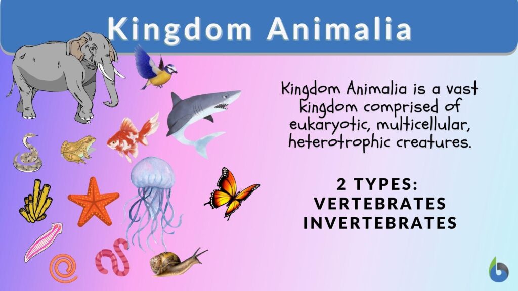 examples of diversity in kingdom animalia 2