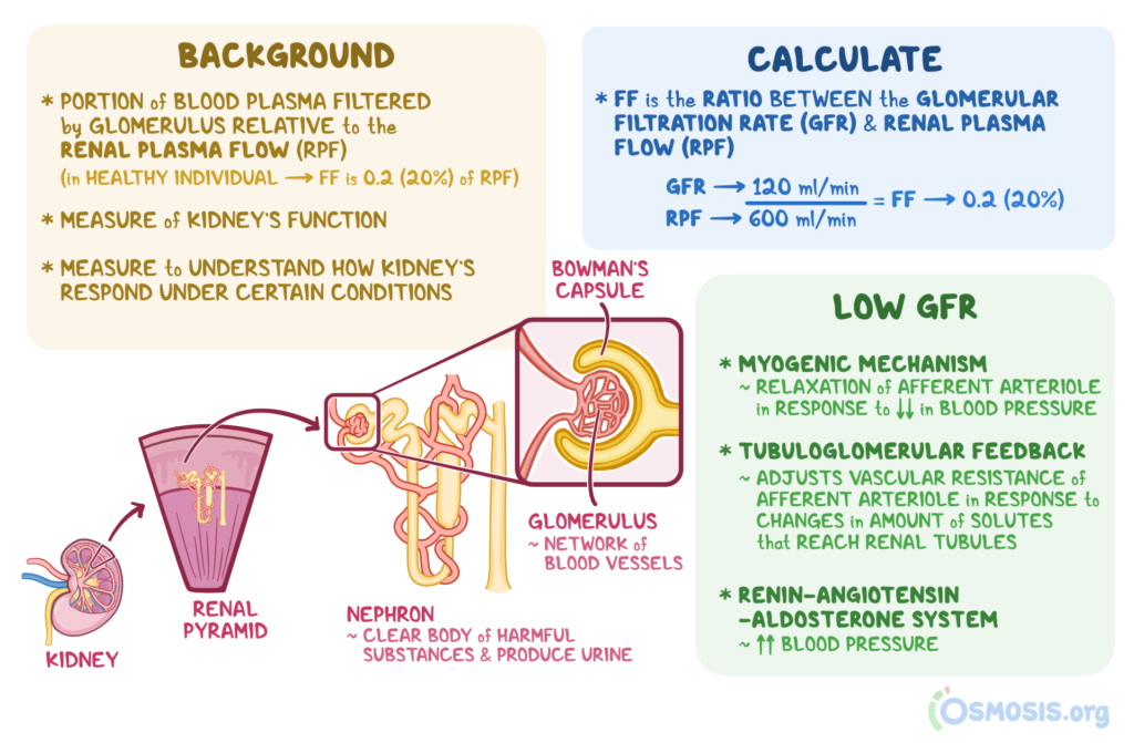 examples of freely filtered substances check all that apply