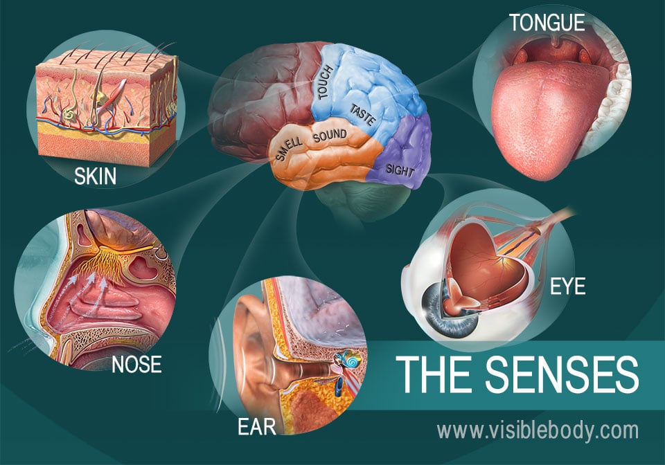 examples of general somatosensory senses explained