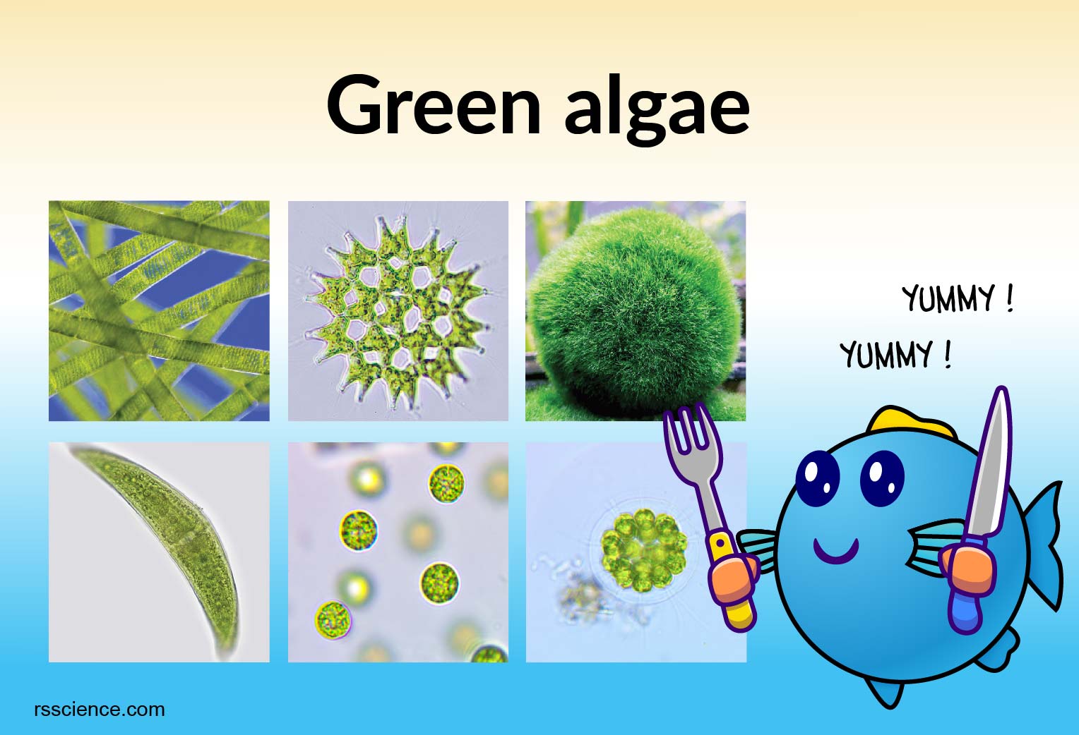 examples of green algae what to know about their types