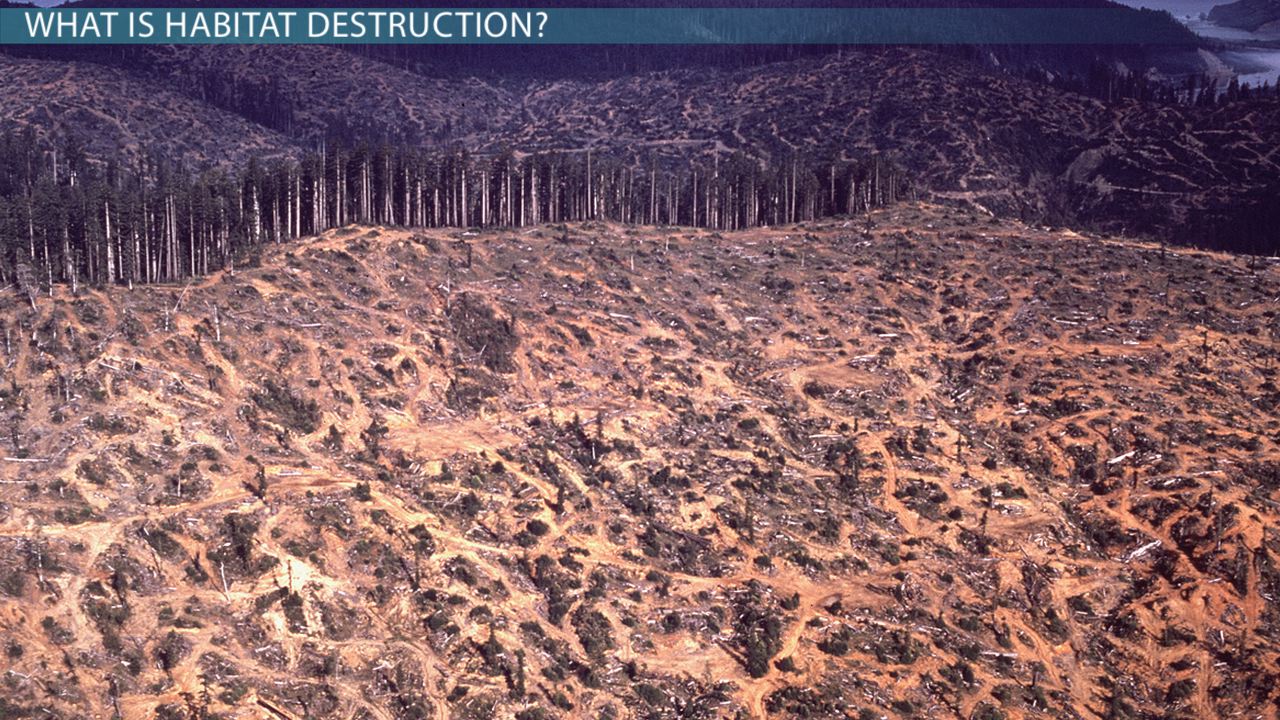 examples of habitat destruction check all that apply