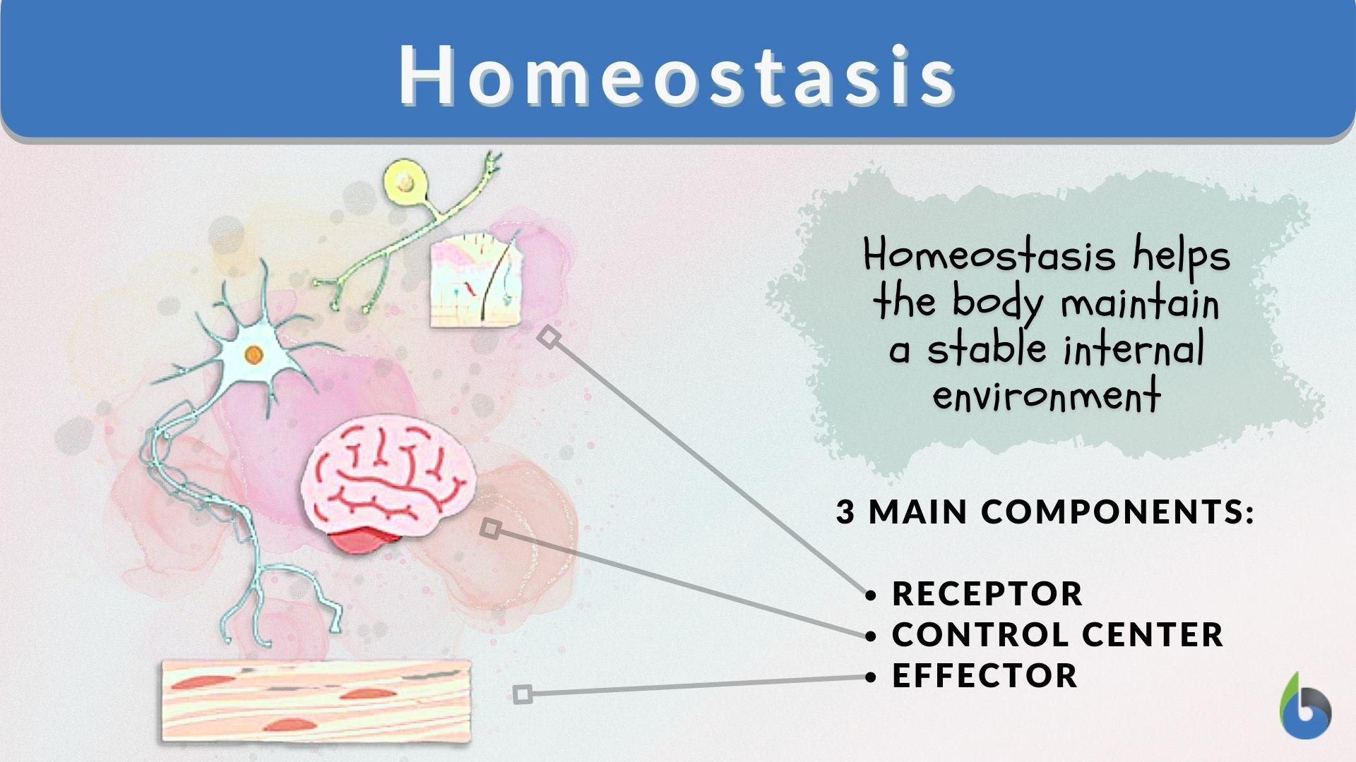 examples of homeostatic processes in the body explained