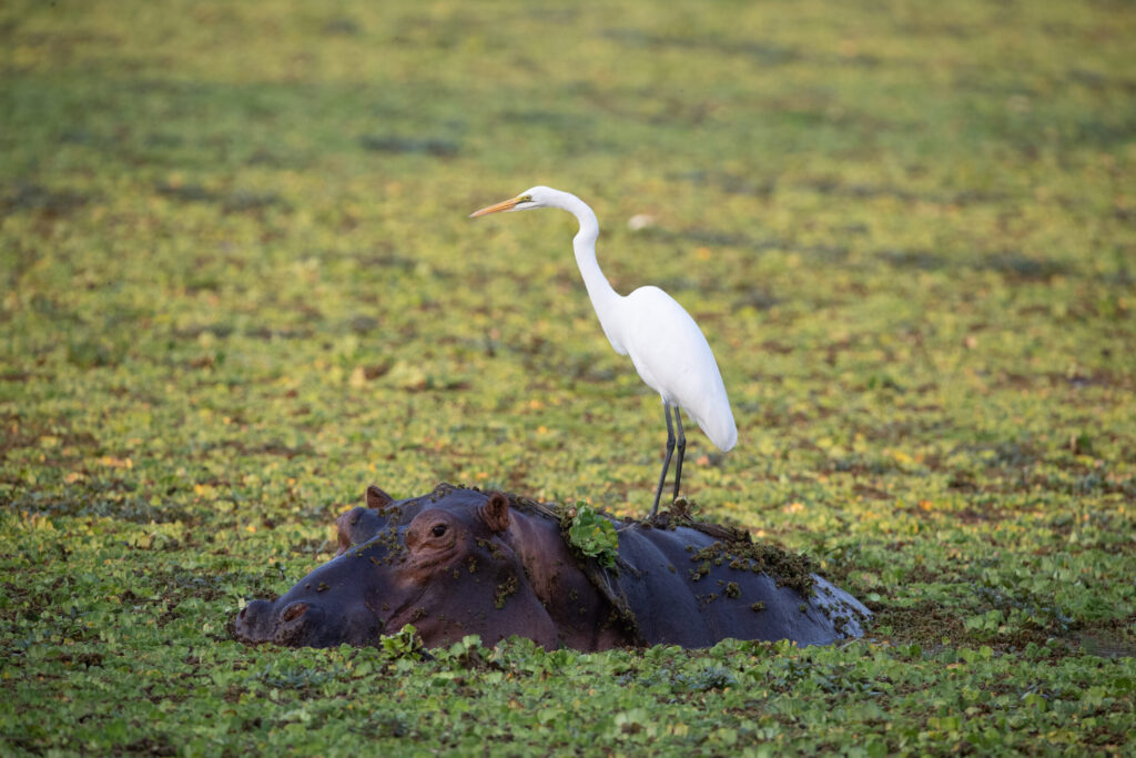 examples of how symbiotic relationships are essential in nature
