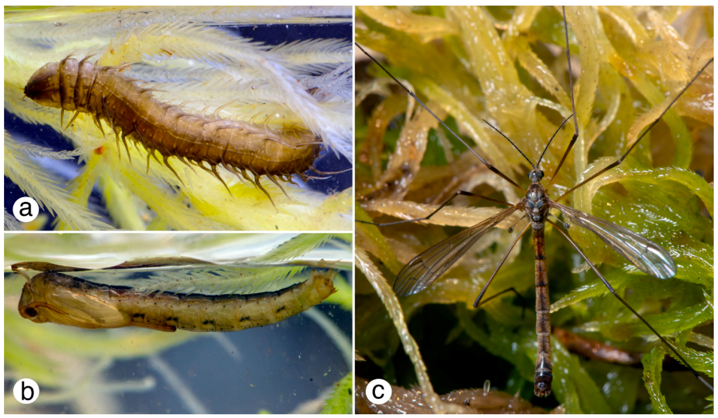 examples of larvae and their ecological roles
