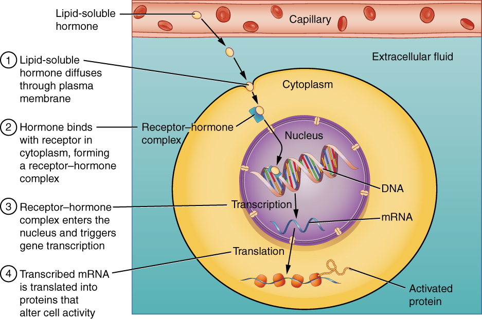 examples of lipid soluble hormones in body functions