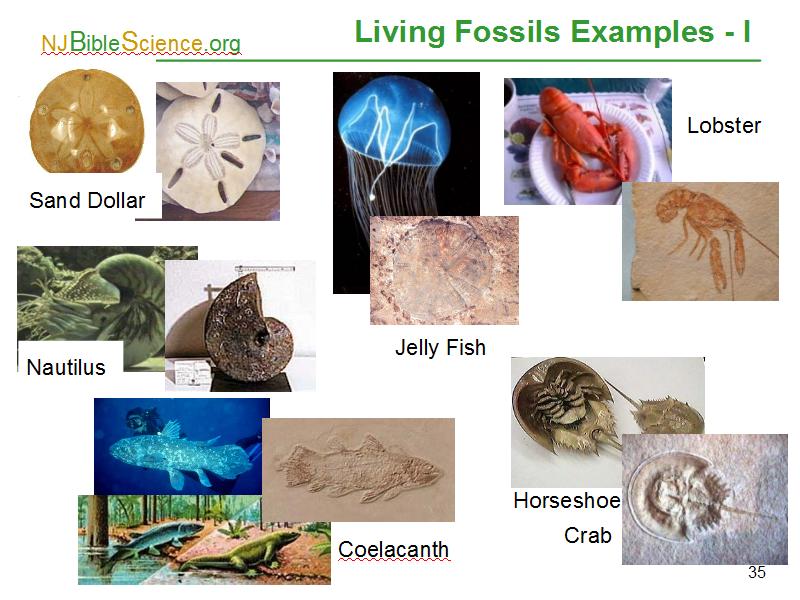 examples of living fossils and their significance