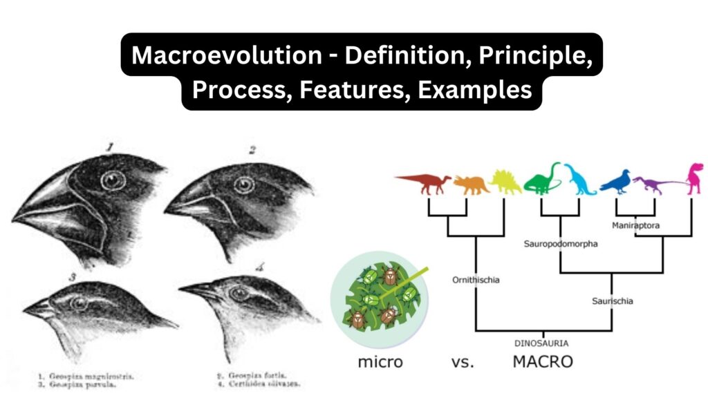examples of macroevolution key events explained