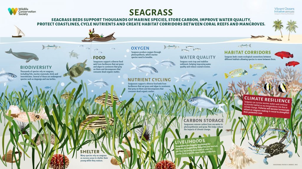 examples of marine plants and their ecosystem roles