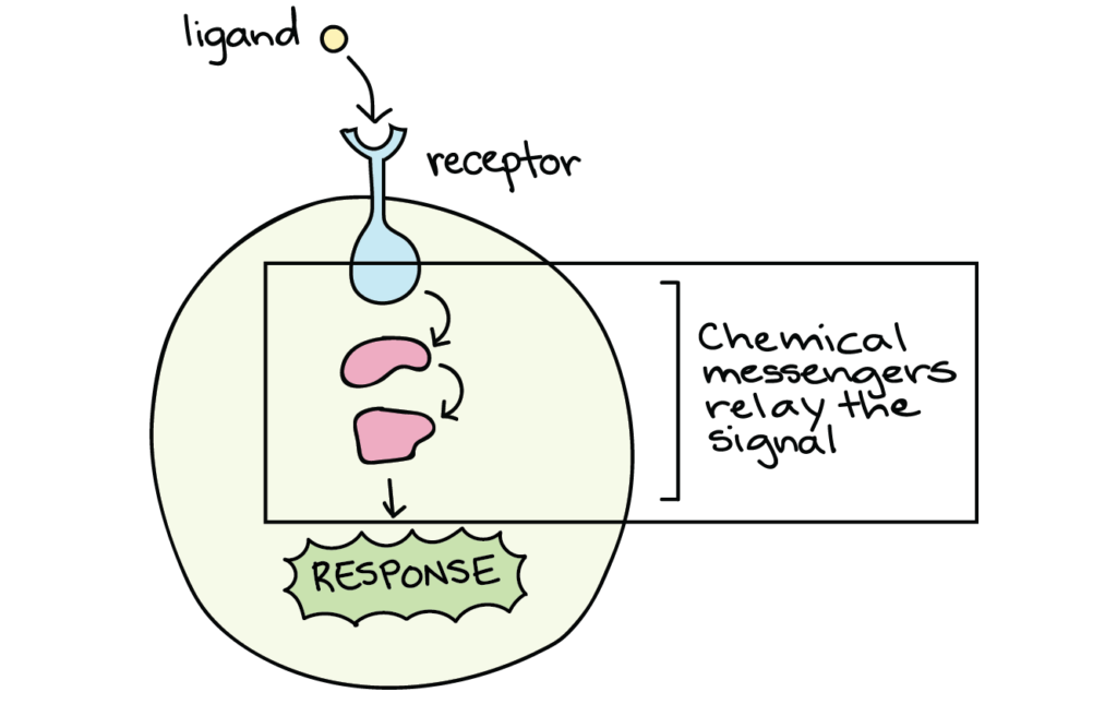 examples of media performing a signaling function explained