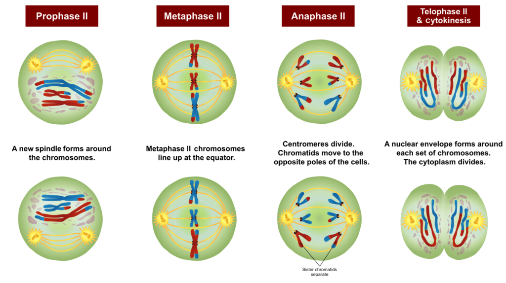 examples of meiosis stages in genetic diversity