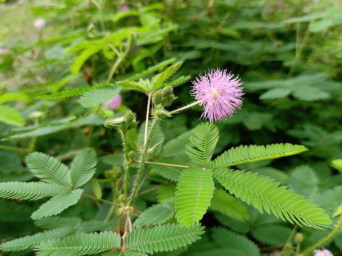 examples of mimosa pudicas unique traits