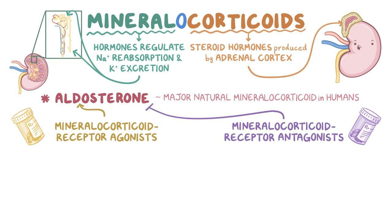 examples of mineralocorticoids and their functions