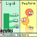 Examples of Molecules of Life: Carbohydrates, Lipids, Proteins, Nucleic Acids examples of molecules of life carbohydrates lipids proteins nucleic acids