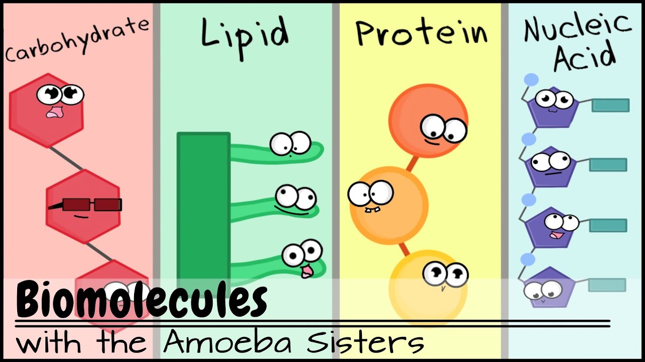 examples of molecules of life carbohydrates lipids proteins nucleic acids