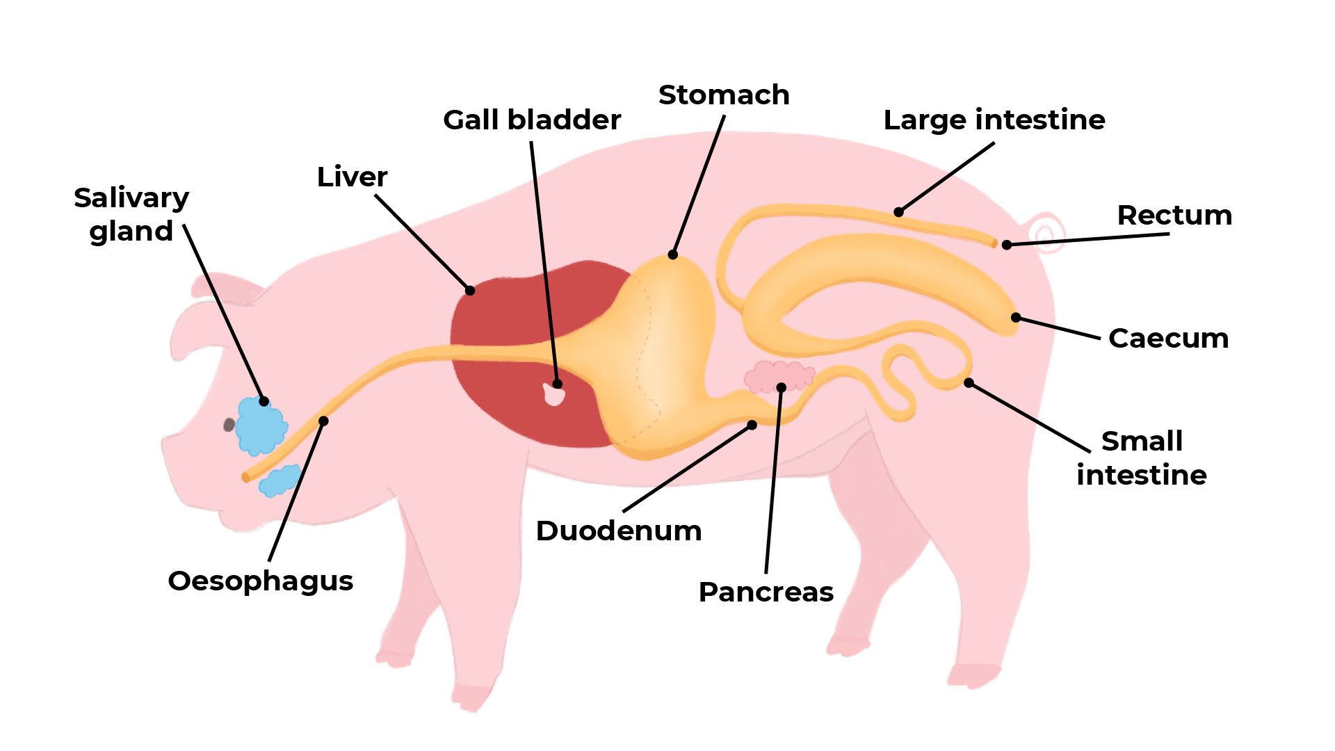 examples of monogastric animals understanding their diets