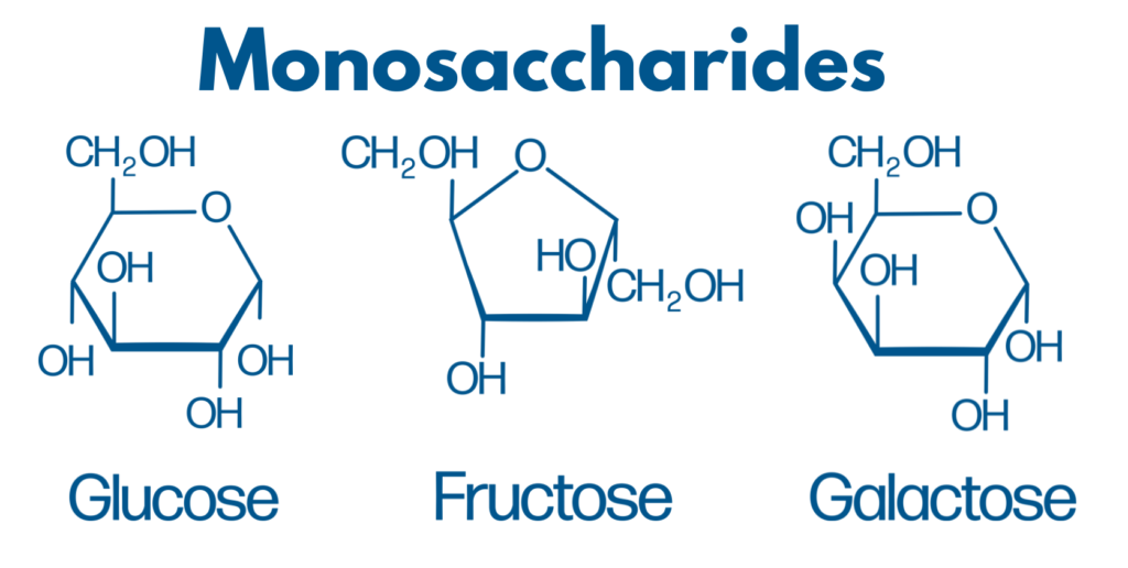 examples of monomers of carbohydrates explained