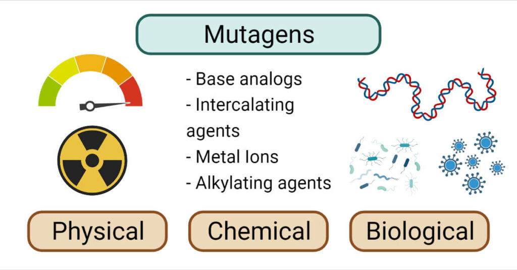 examples of mutagens and their impact on health and evolution