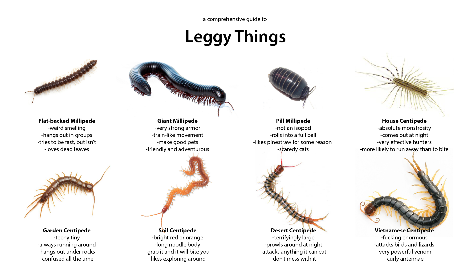 examples of myriapoda centipedes millipedes and more