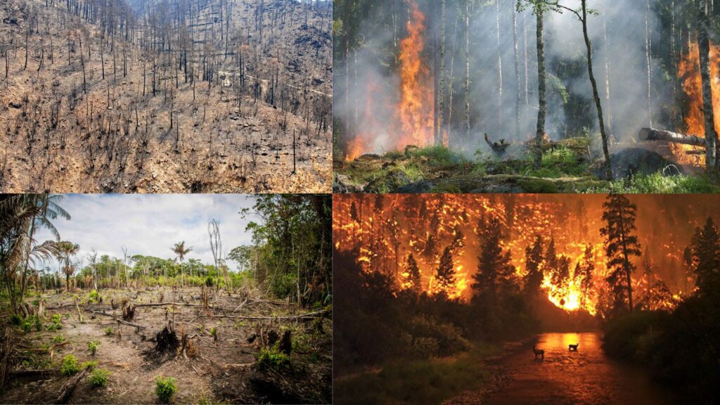 examples of natural disruptions to ecosystems and their impact
