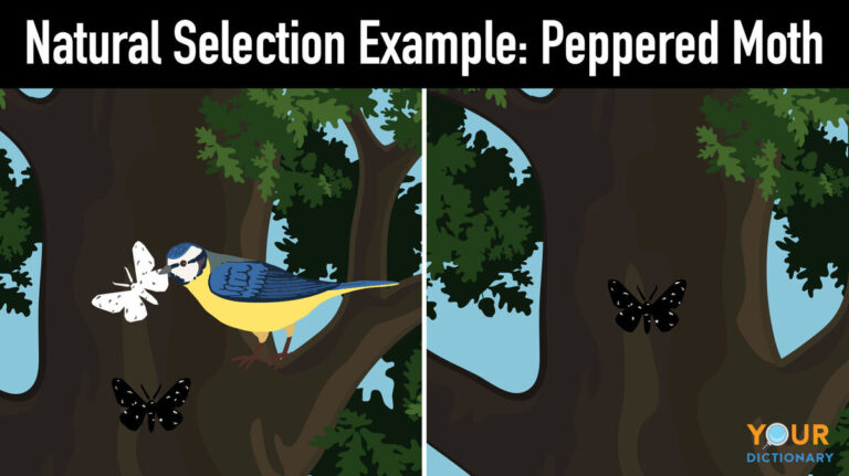 Natural Selection Examples Rabbit Examples of Natural Selection in Action