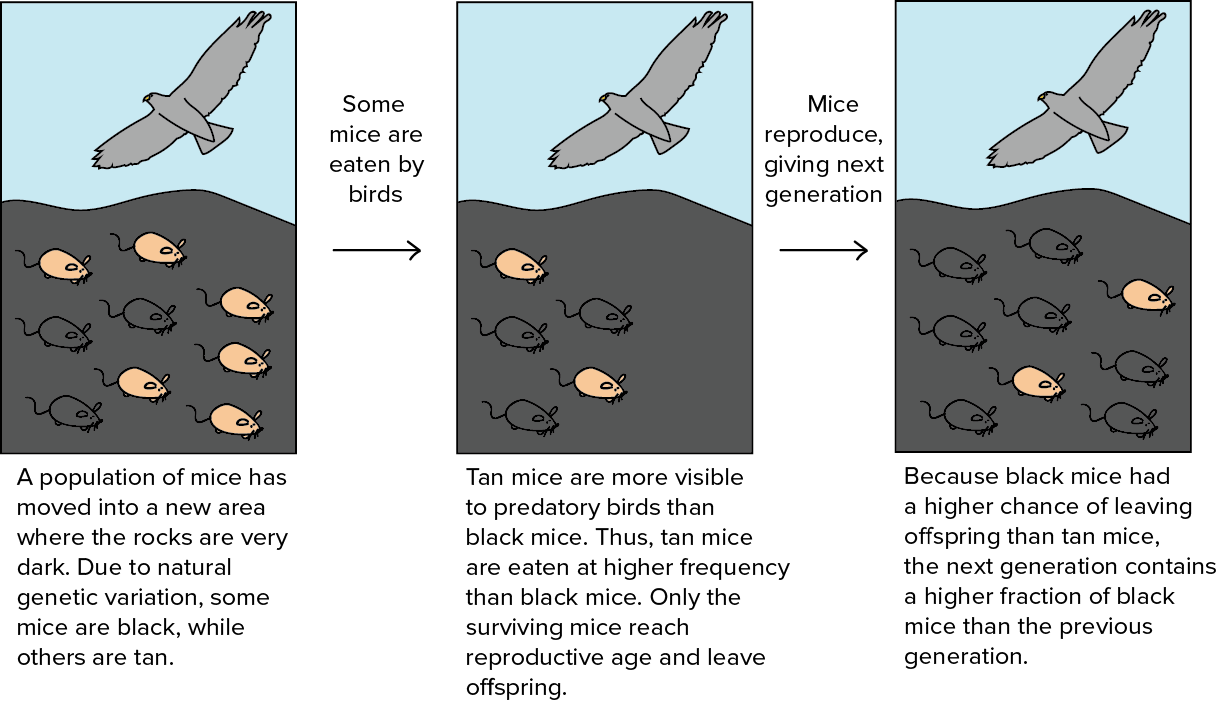 examples of natural selection key insights and real world cases
